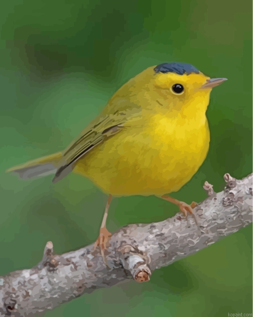 Yellow Canary Bird Painting By Numberss.png