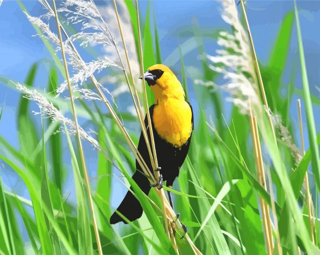 Yellow Headed Blackbird Painting By Numberss.png