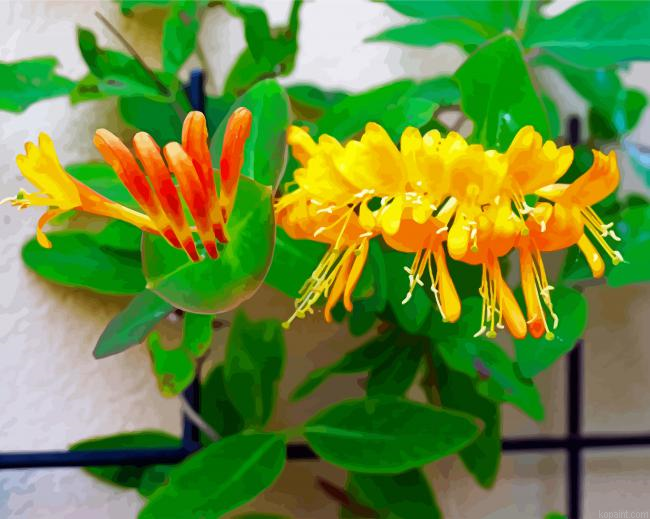 Yellow Honeysuckle Flower Paint By Numbers