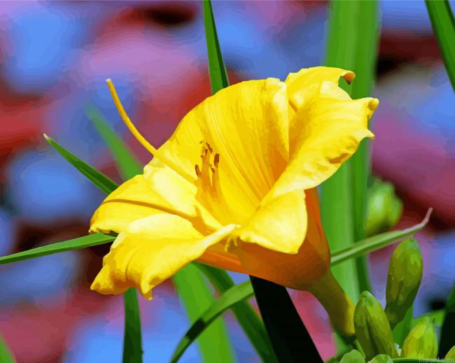 Yellow Long Daylily Paint By Numbers