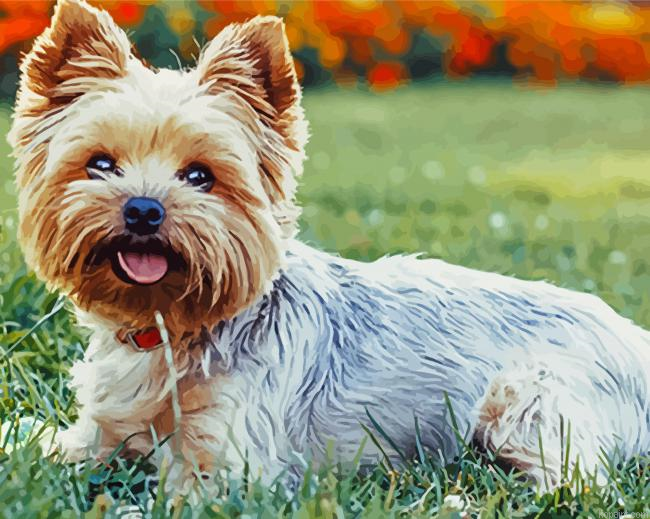 Yorkies Dog Painting By Numberss.png