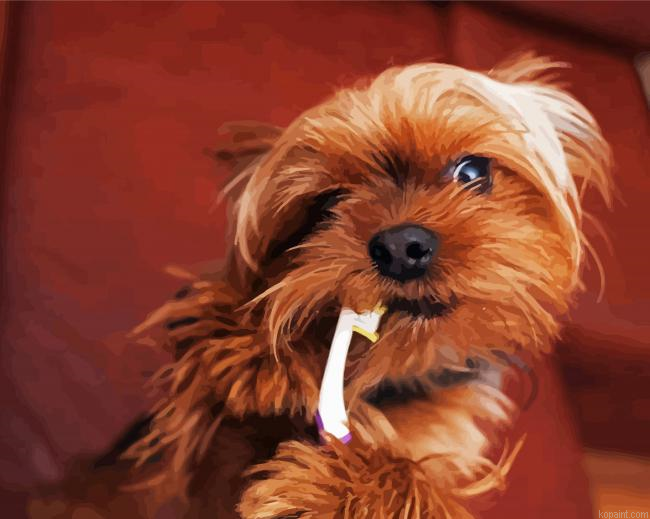 Yorkshire Terrier And Tooth Brush Painting By Numberss.png