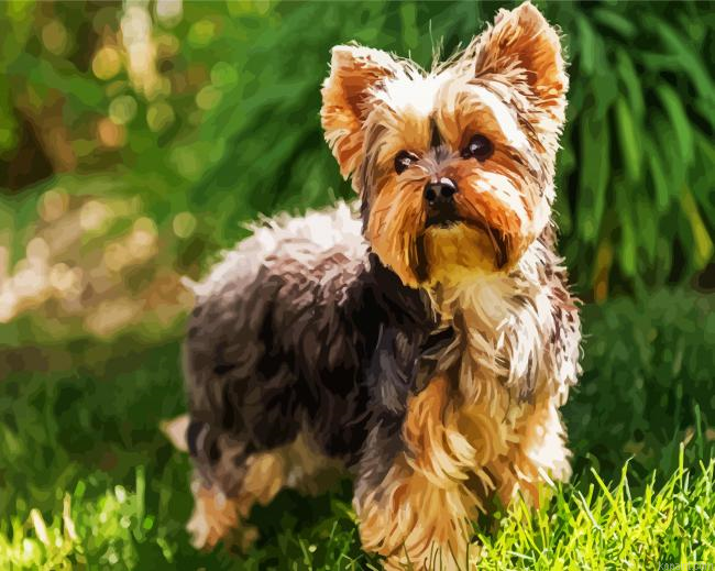 Yorkshire Terrier Animal Painting By Numberss.png