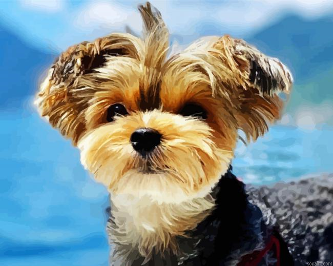 Yorkshire Terrier In The Mountains Painting By Numberss.png