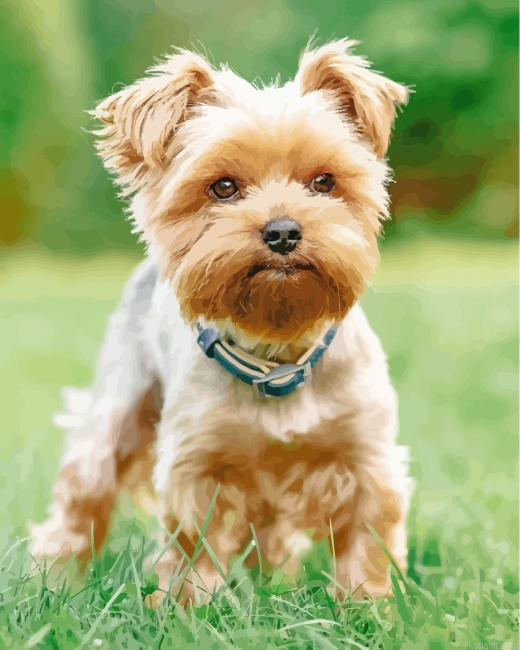 Yorkshire Terrier Painting By Numberss.png