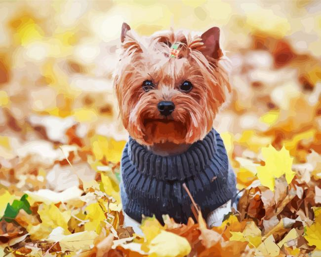 Yorkshire Terrier Wearing Clothes Painting By Numberss.png