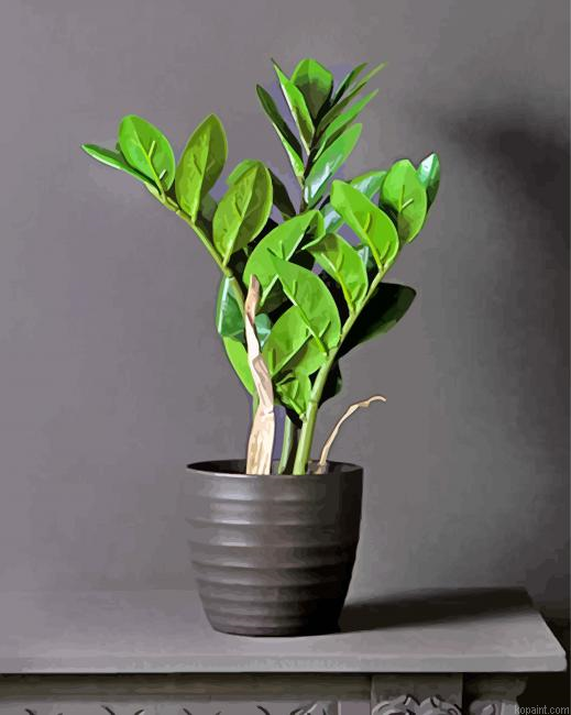 Zamifolia Plant Paint By Numbers.png