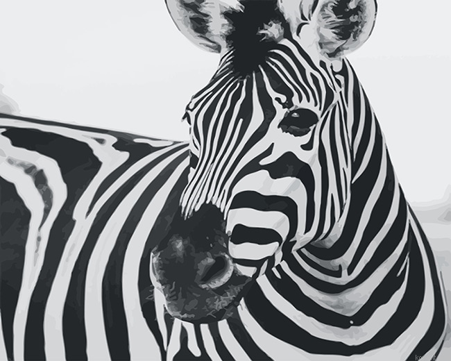 Zebra Black And White New Painting By Numberss.png
