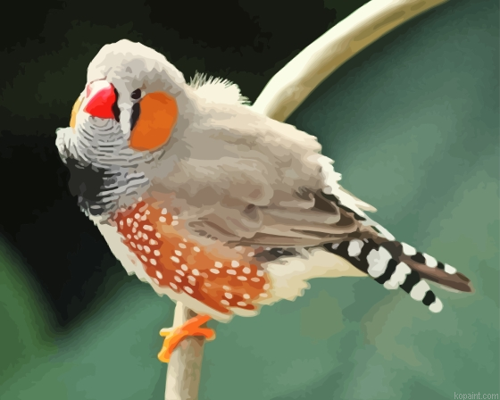Zebra Finch Bird Painting By Numberss.png