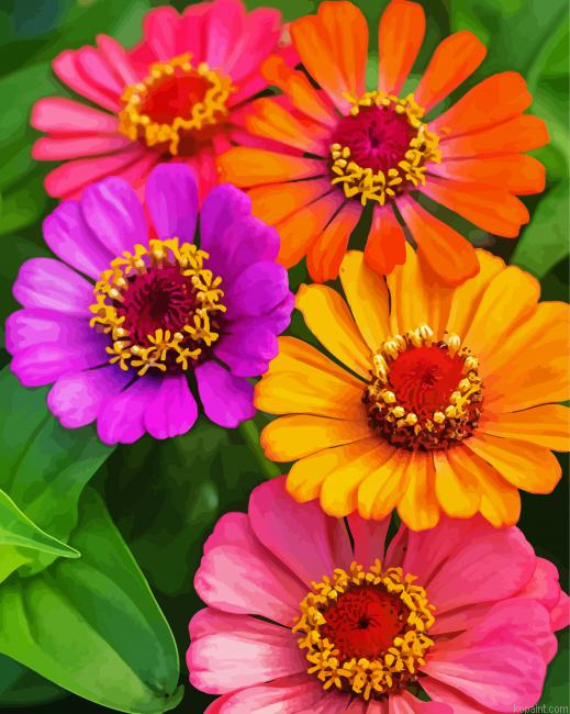 Zinnias Flowers Painting By Numberss.png