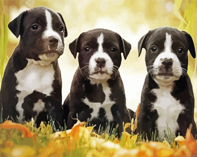 black American Staffordshire Terrier Puppies Paint By Numbers