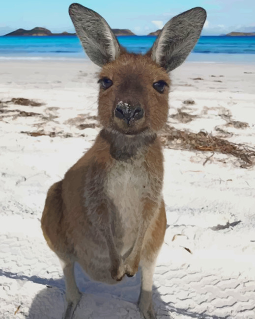 Kangaroo In The Beach Painting By Numberss.png