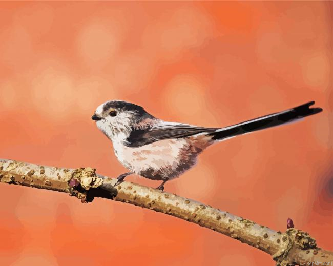 Long Taild Bird On Branch Painting By Numberss.png