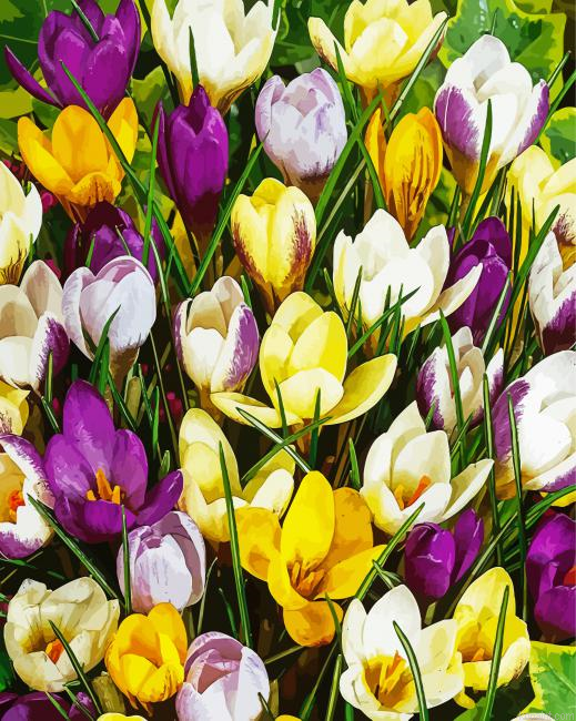 Whitwell Purple Crocus Painting By Numberss.png